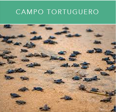 Tortuguero